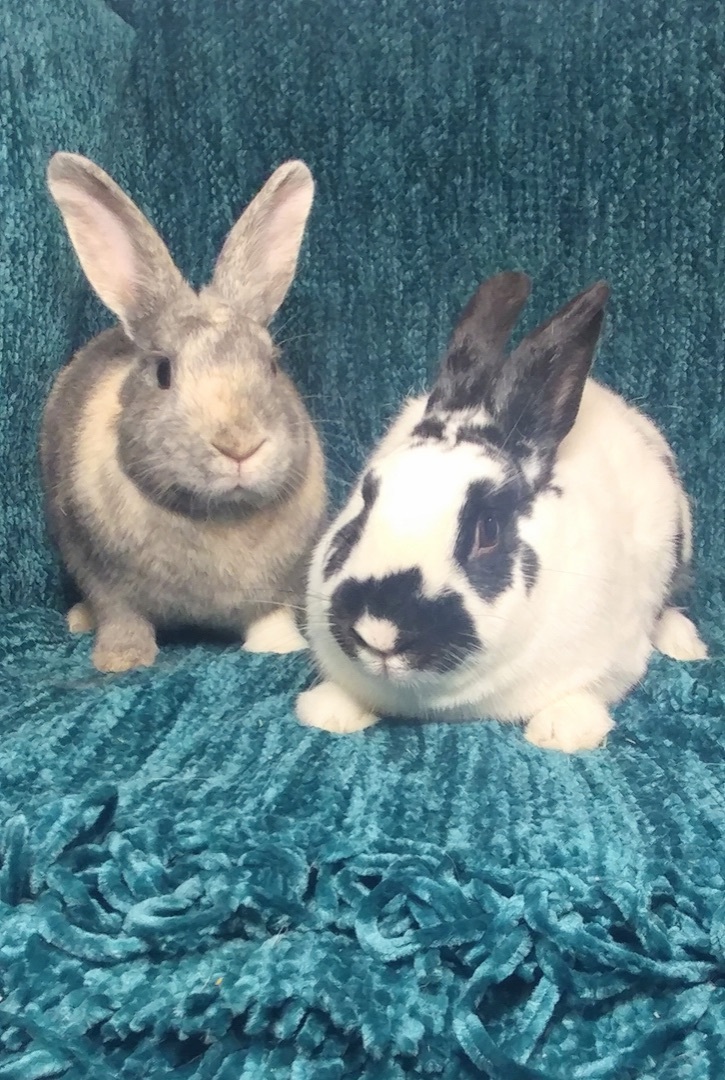 Enlarge Hubble & Spreckles, a Adoptable mixed breed in Lake Elsinore, CA image 3/10