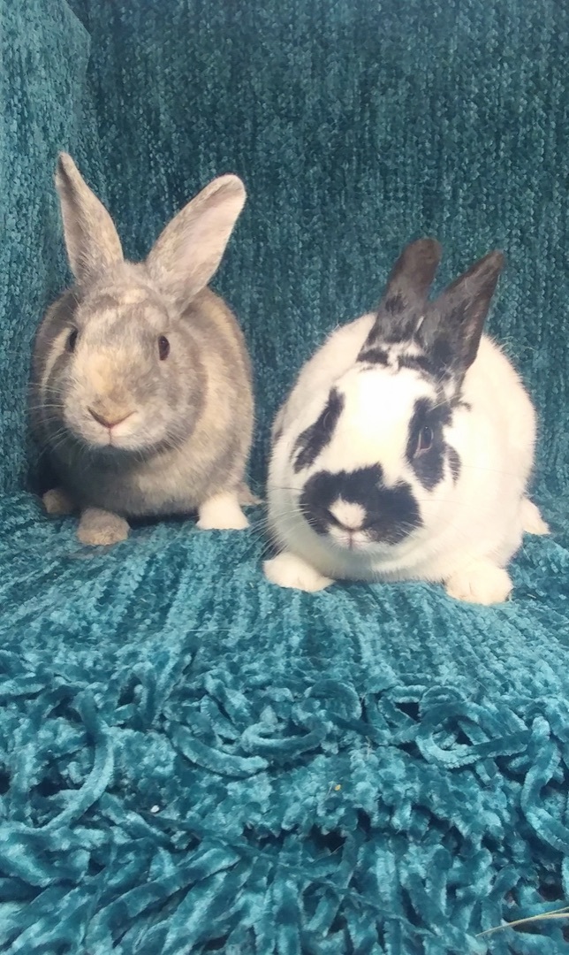 Enlarge Hubble & Spreckles, a Adoptable mixed breed in Lake Elsinore, CA image 4/10