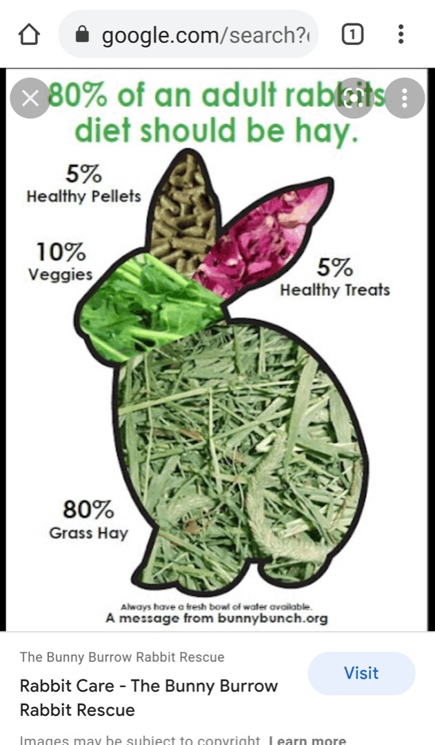 Enlarge Hubble & Spreckles, a Adoptable mixed breed in Lake Elsinore, CA image 5/10