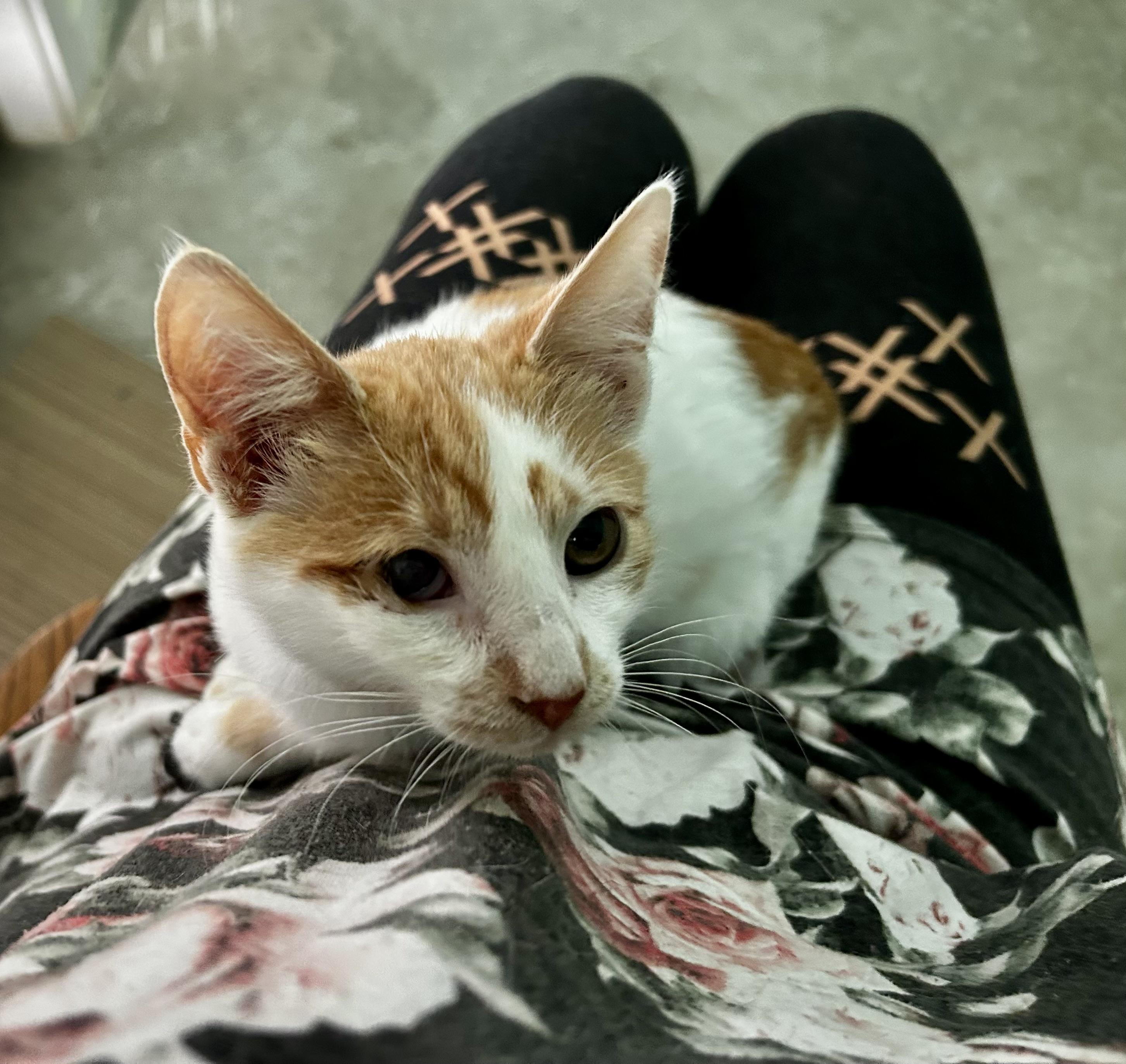 Enlarge Patsy, a Adoptable Domestic Short Hair in Ephrata, WA image 1/1