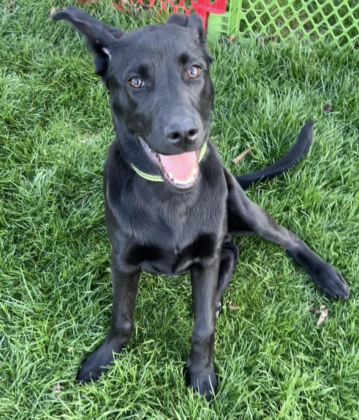 Shadow, adopted, Puppy Male Mixed Breed.