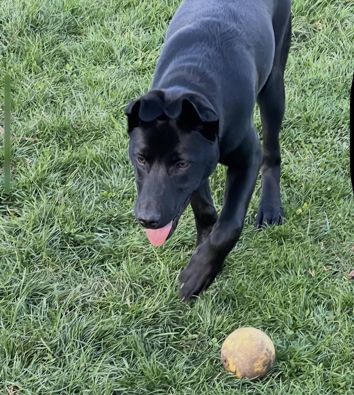 Enlarge Shadow, an adopted Mixed Breed in Maineville, OH image 3/5