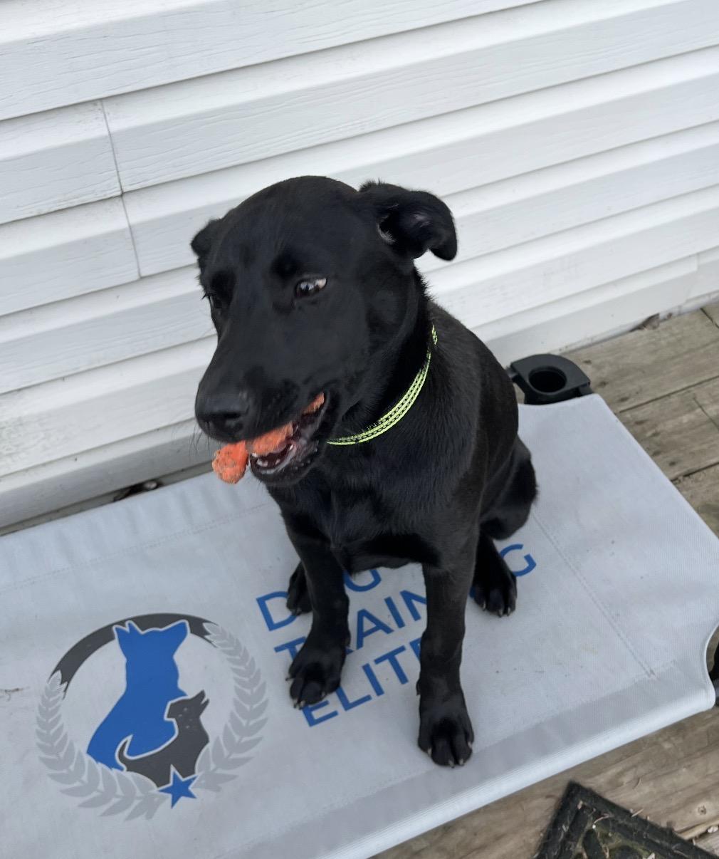 Enlarge Shadow, an adopted Mixed Breed in Maineville, OH image 4/5