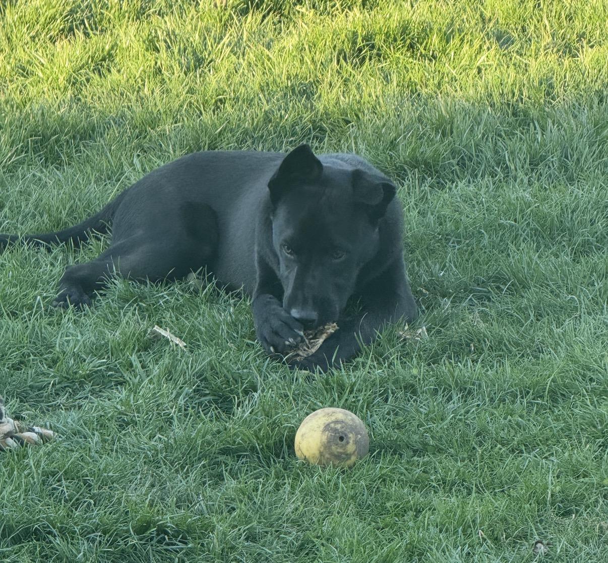 Enlarge Shadow, an adopted Mixed Breed in Maineville, OH image 5/5