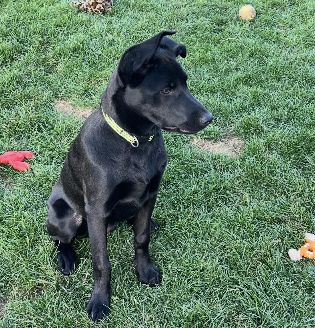 Enlarge Shadow, an adopted Mixed Breed in Maineville, OH image 2/5