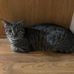 Tumbles — thumbnail 4