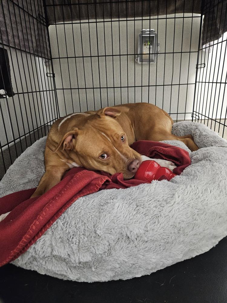 South (FOSTERED LOCALLY), Adoptable, Young Female Pit Bull Terrier.