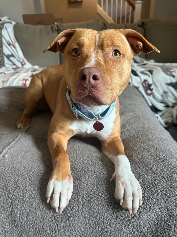 Enlarge South (FOSTERED LOCALLY), a Adoptable Pit Bull Terrier in Leverett, MA image 2/6