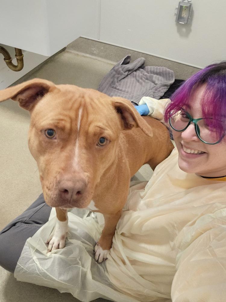 Enlarge South (FOSTERED LOCALLY), a Adoptable Pit Bull Terrier in Leverett, MA image 3/6