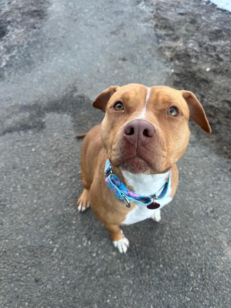 Enlarge South (FOSTERED LOCALLY), a Adoptable Pit Bull Terrier in Leverett, MA image 4/6