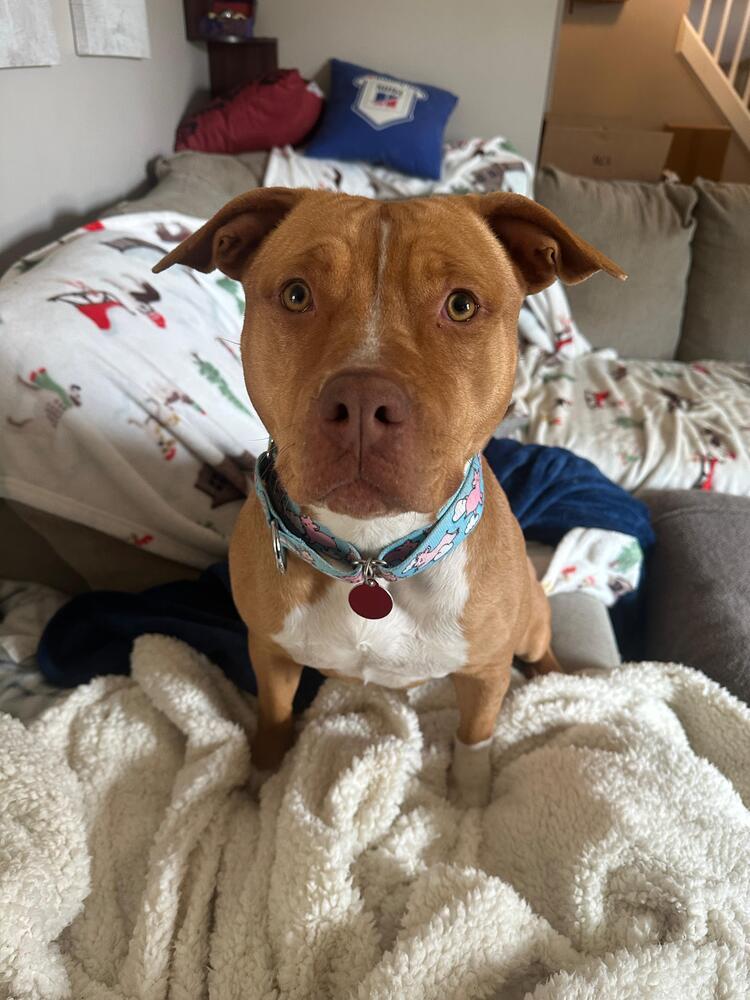 Enlarge South (FOSTERED LOCALLY), a Adoptable Pit Bull Terrier in Leverett, MA image 5/6