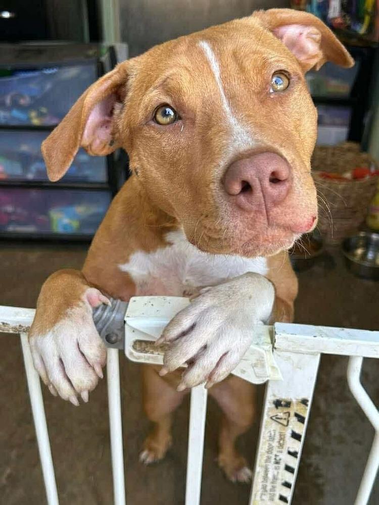 Enlarge South (FOSTERED LOCALLY), a Adoptable Pit Bull Terrier in Leverett, MA image 6/6