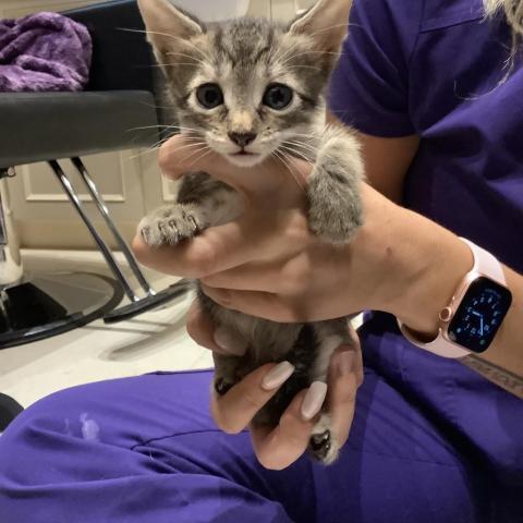 Mowgli