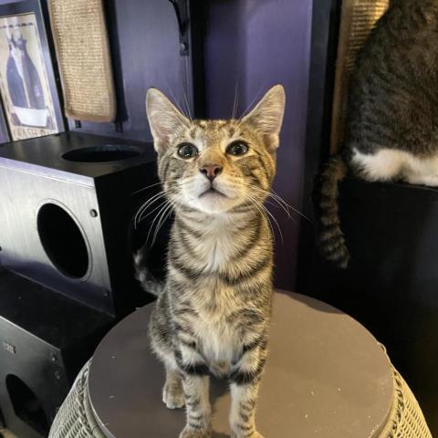 Mowgli