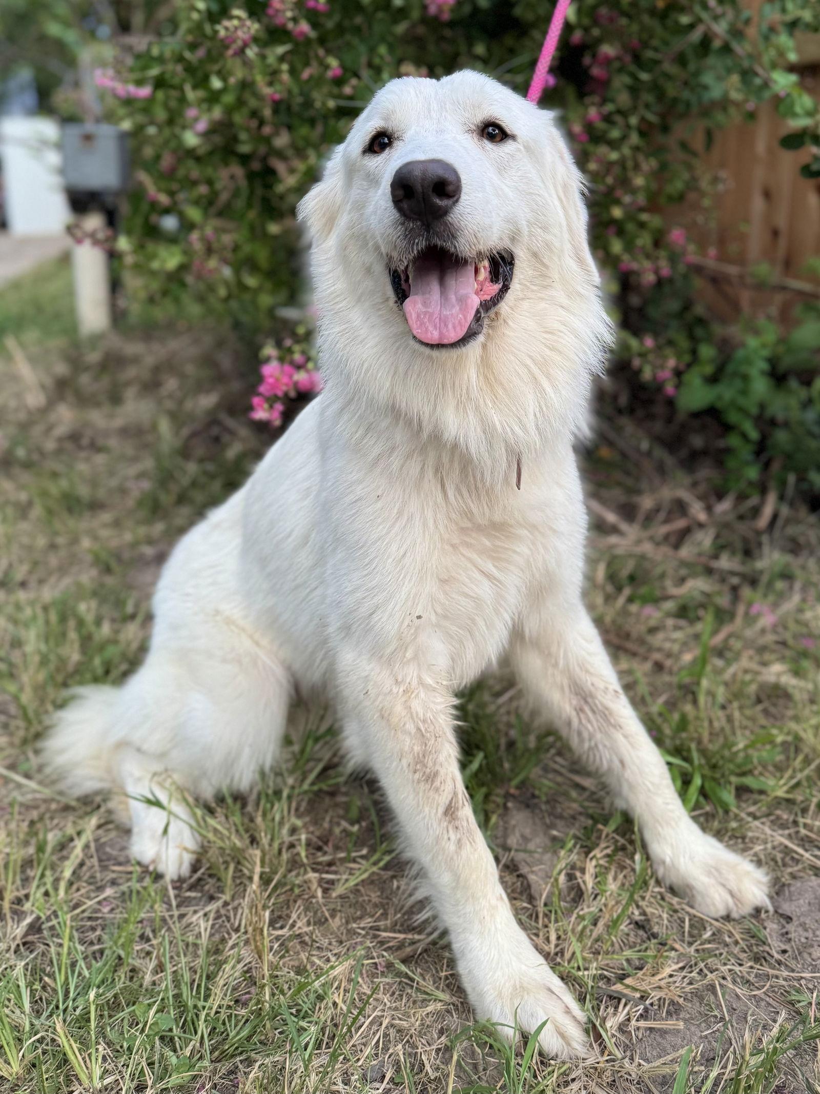 Enlarge Ladybug, an adopted Great Pyrenees in Spring, TX image 6/6