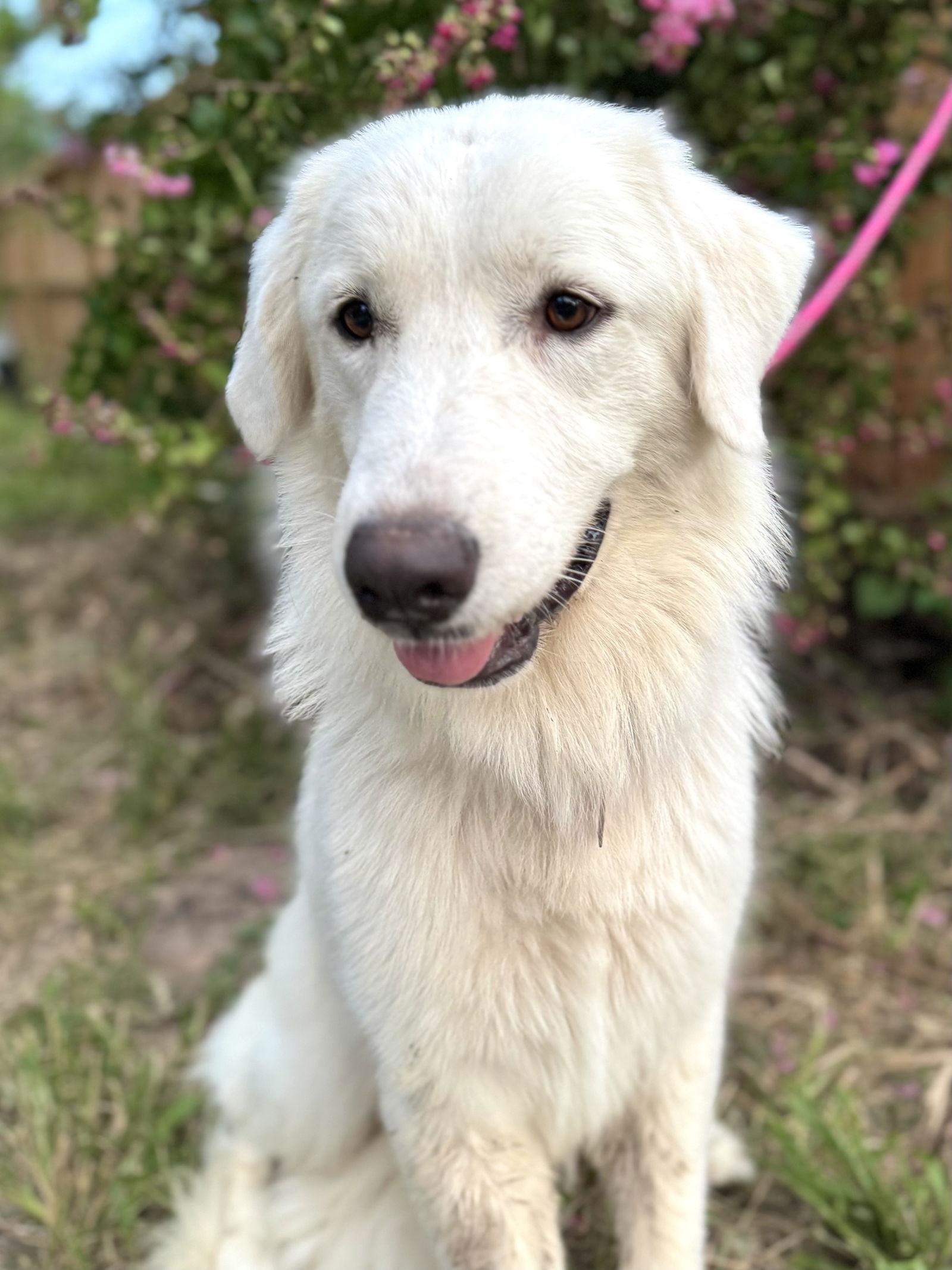 Enlarge Ladybug, an adopted Great Pyrenees in Spring, TX image 4/6
