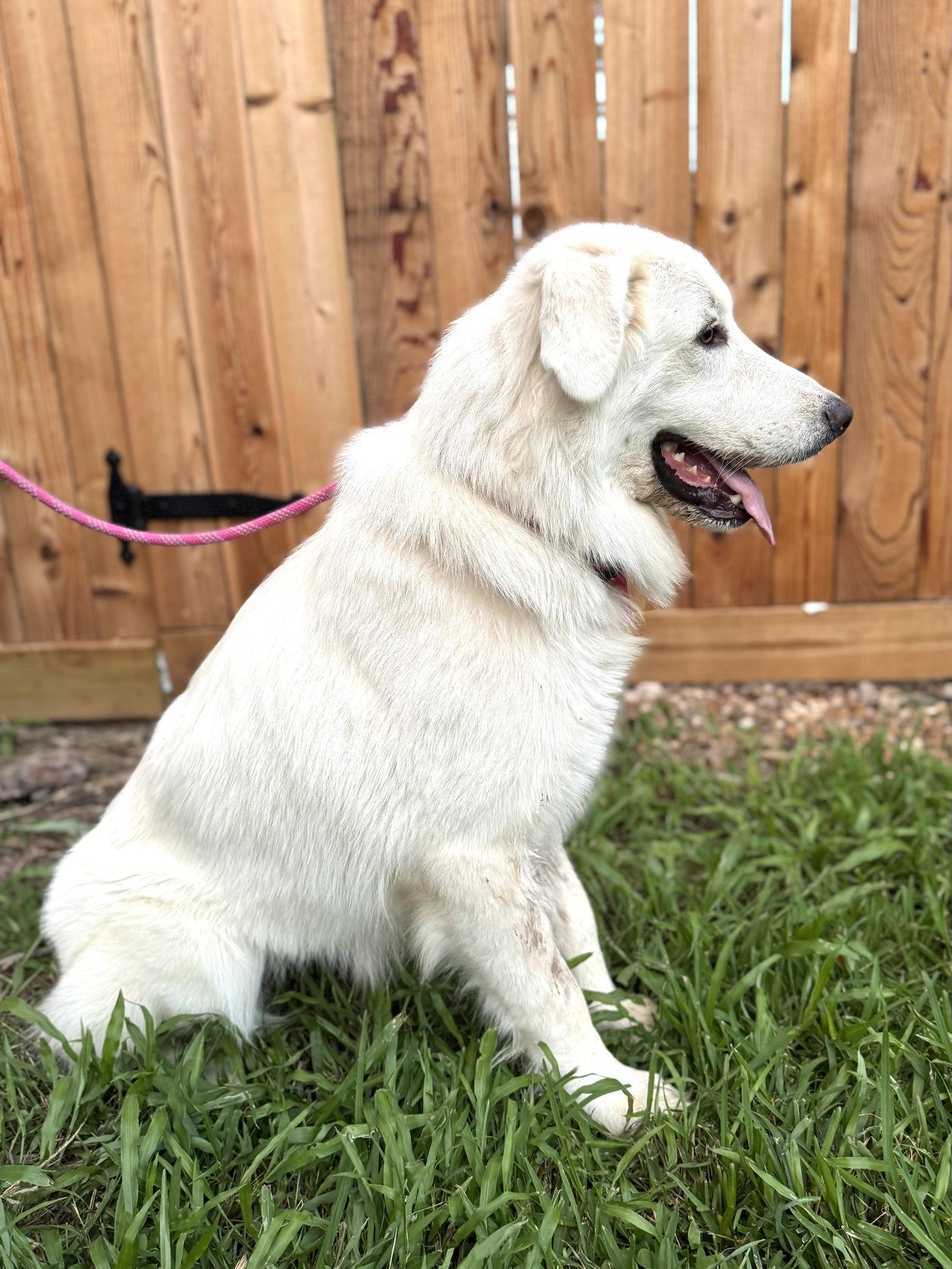 Enlarge Ladybug, an adopted Great Pyrenees in Spring, TX image 5/6