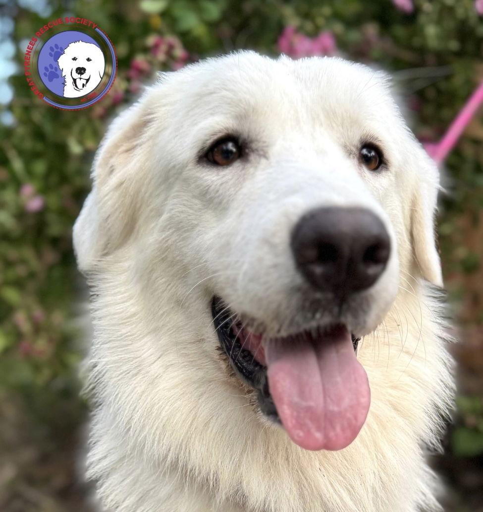 Ladybug, adopted, Young Female Great Pyrenees.