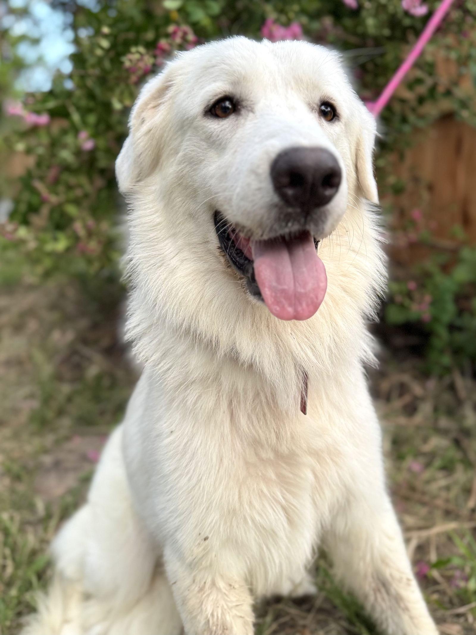 Enlarge Ladybug, an adopted Great Pyrenees in Spring, TX image 2/6