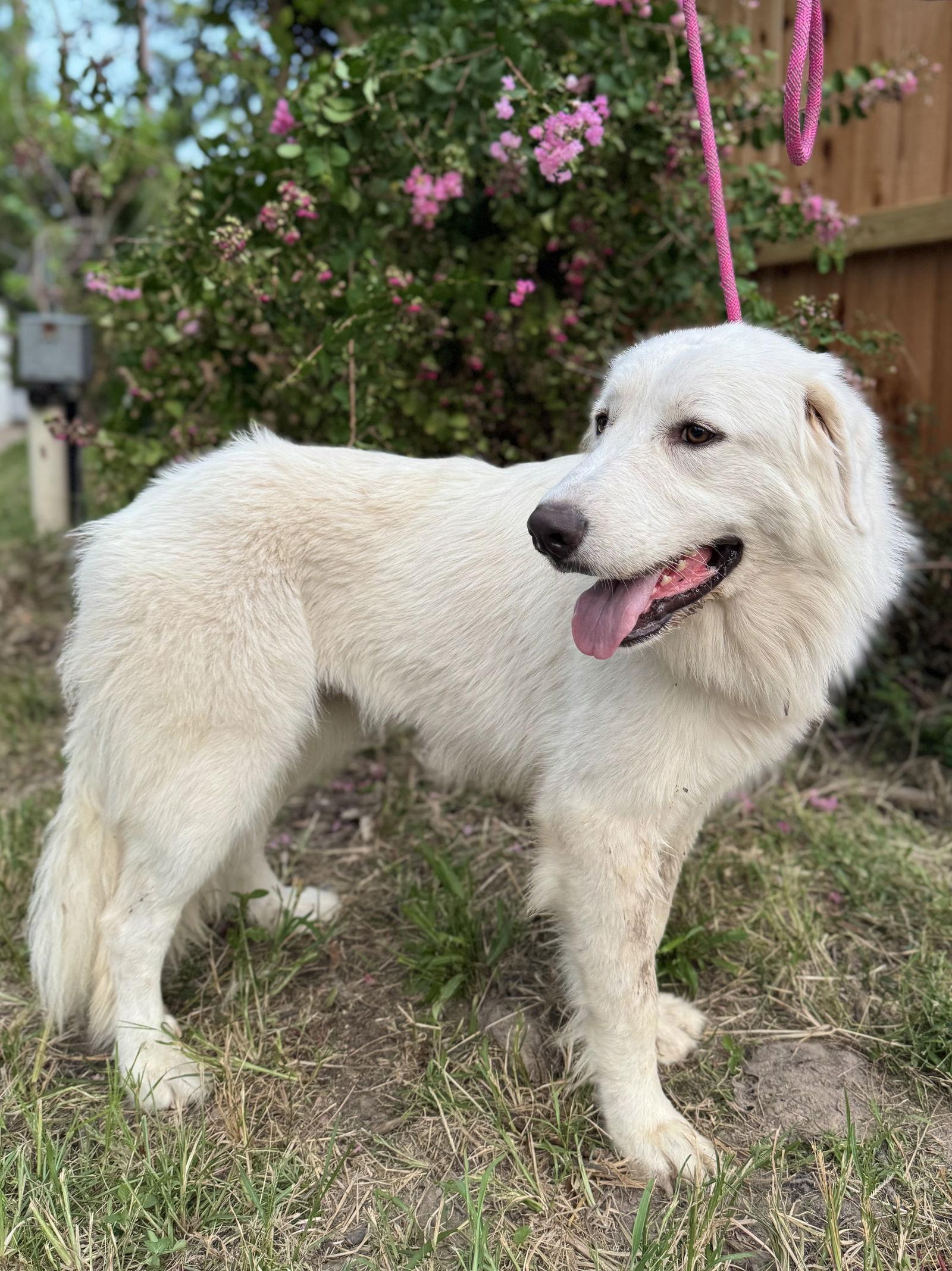 Enlarge Ladybug, an adopted Great Pyrenees in Spring, TX image 3/6