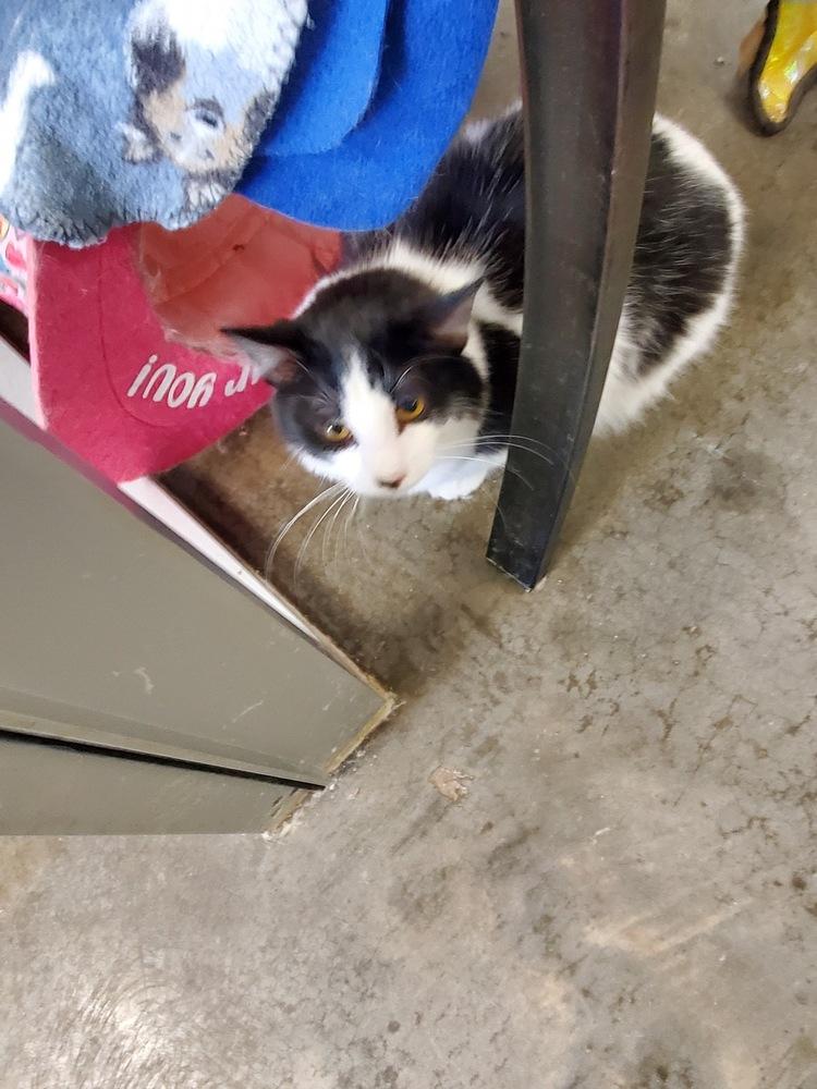 Cayce, Adoptable, Young Male Domestic Long Hair & Extra-Toes Cat / Hemingway Polydactyl.