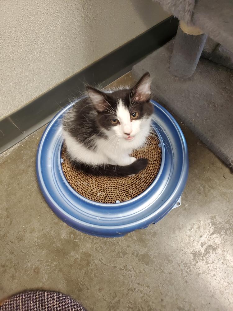 Cayce, Adoptable, Young Male Domestic Long Hair & Extra-Toes Cat / Hemingway Polydactyl.