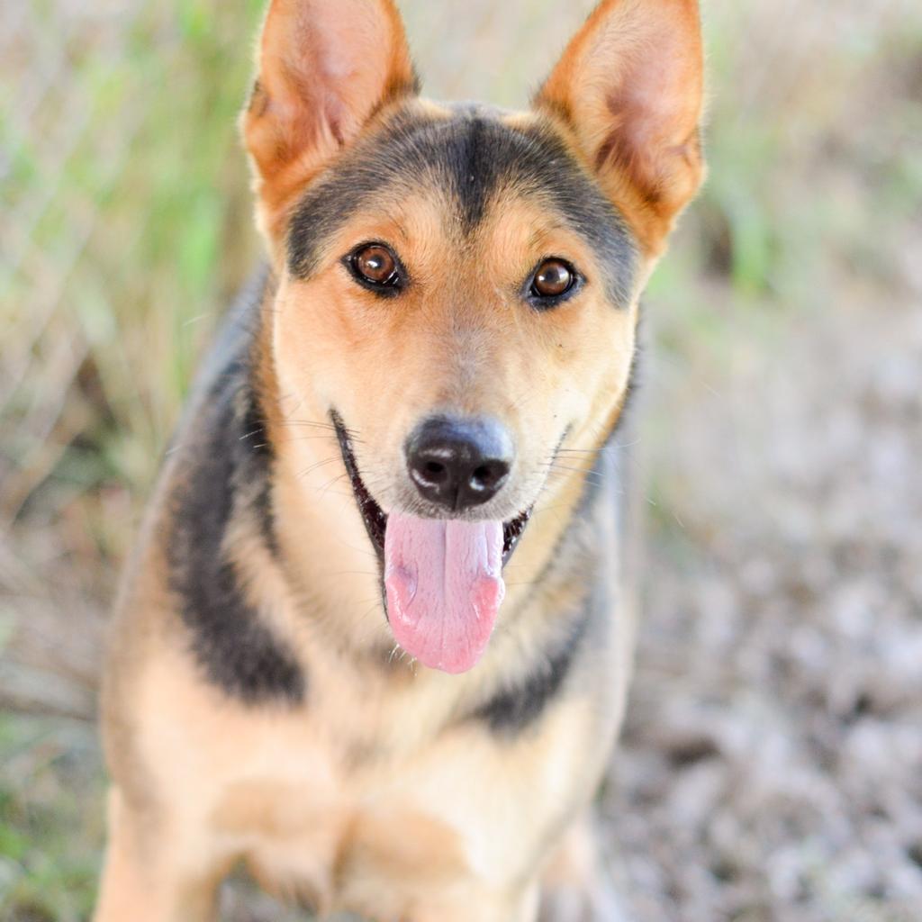 Carol Anne, a Adoptable Shepherd in Quinlan, TX image 2/5