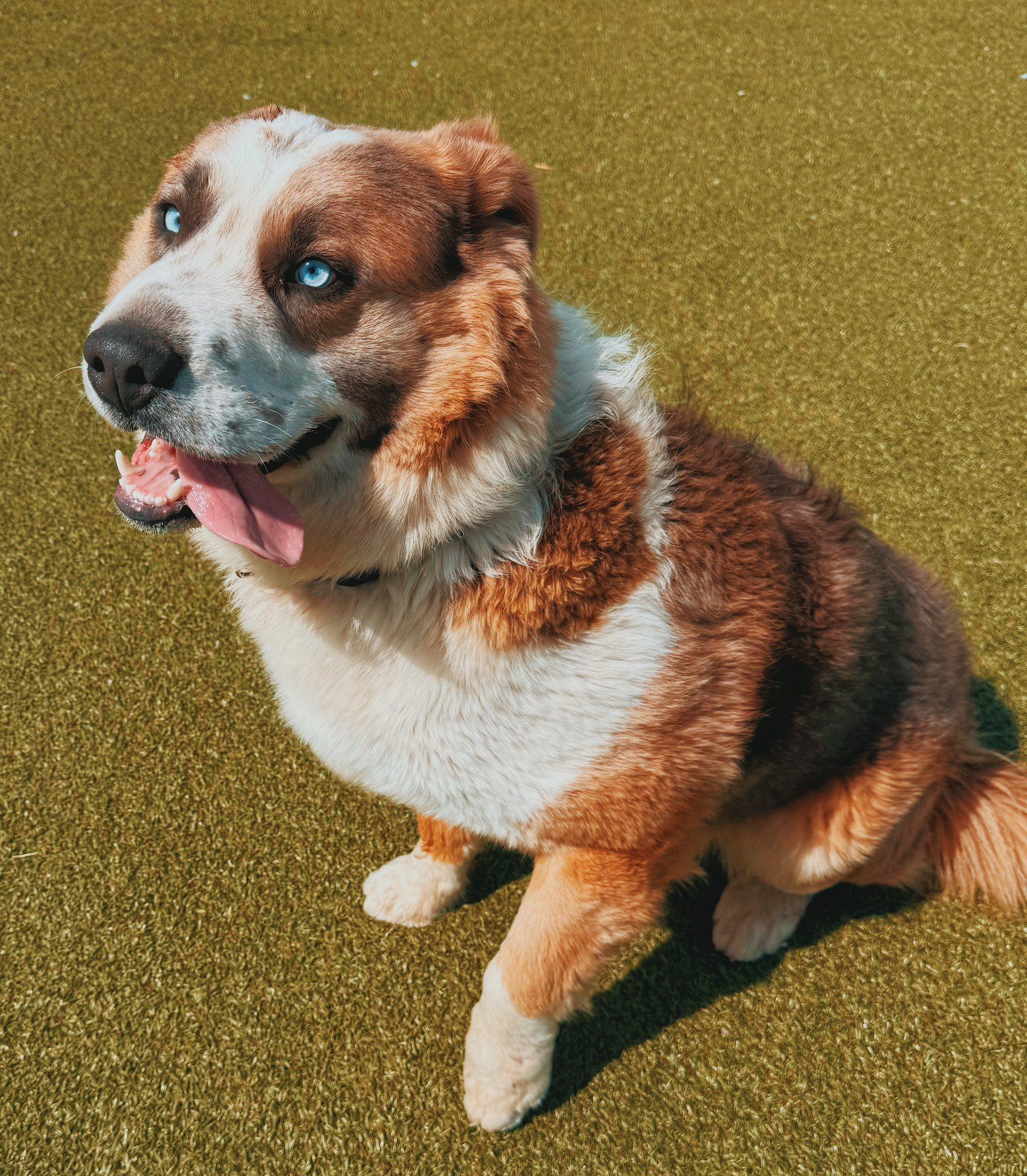 Bandit, an adopted mixed breed in Hays, KS image 5/6
