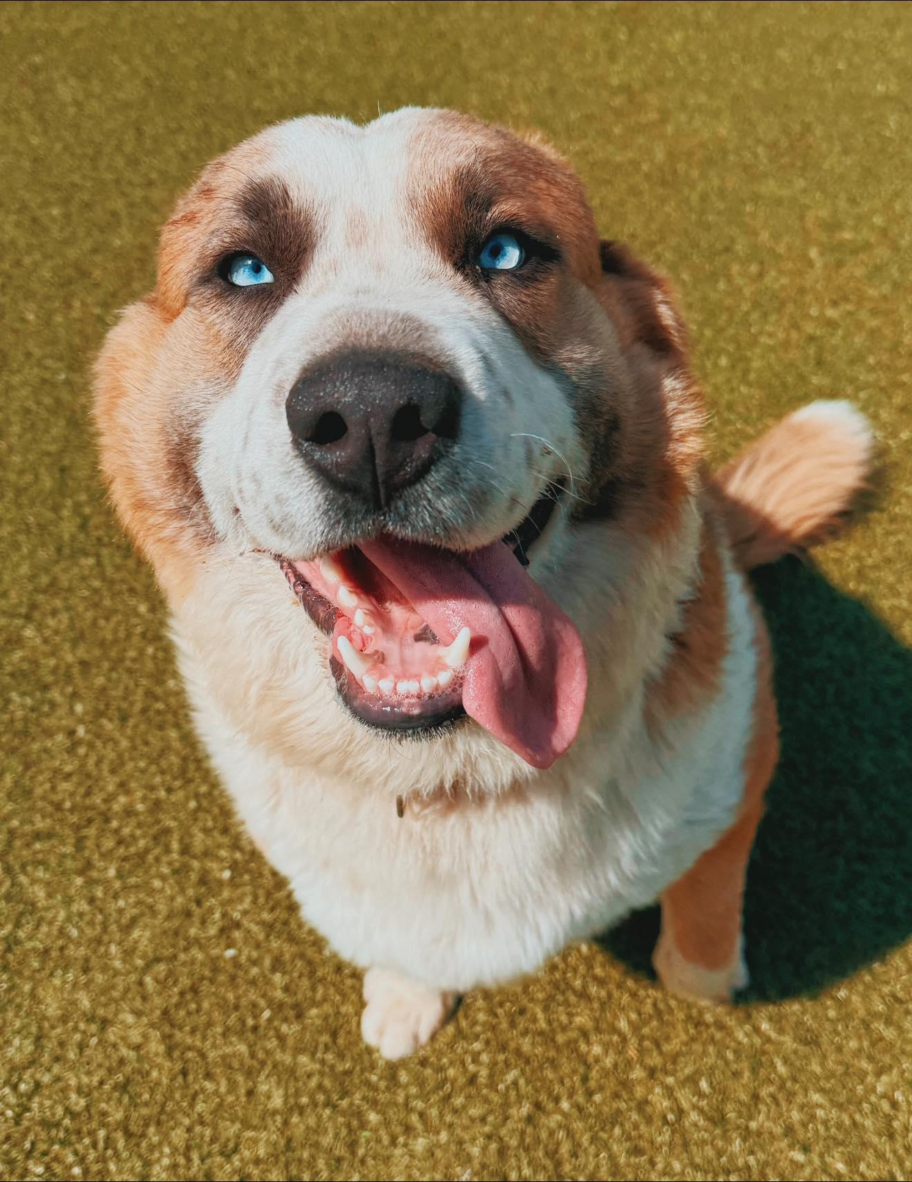 Bandit, an adopted mixed breed in Hays, KS image 1/6