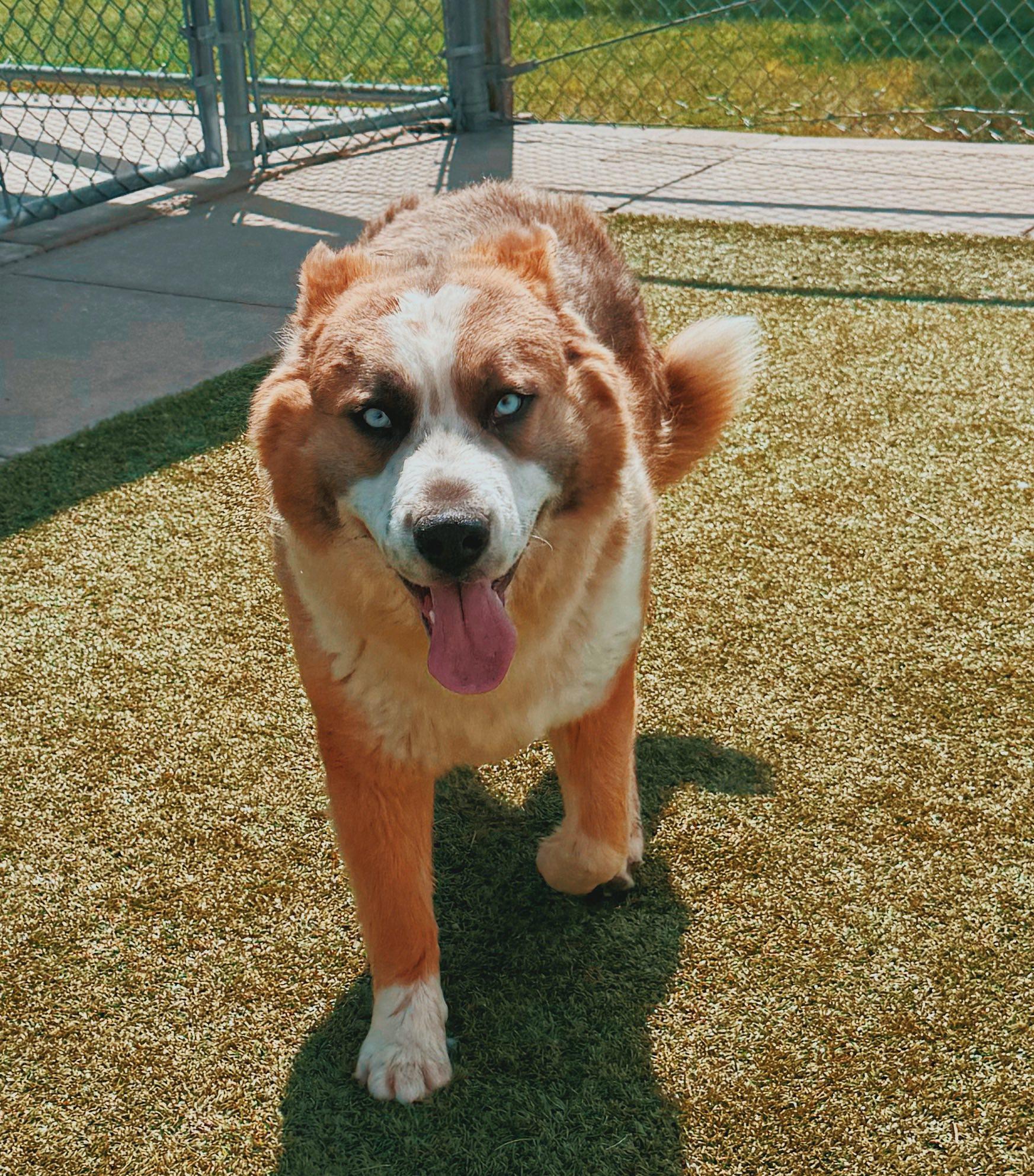 Bandit, an adopted mixed breed in Hays, KS image 6/6