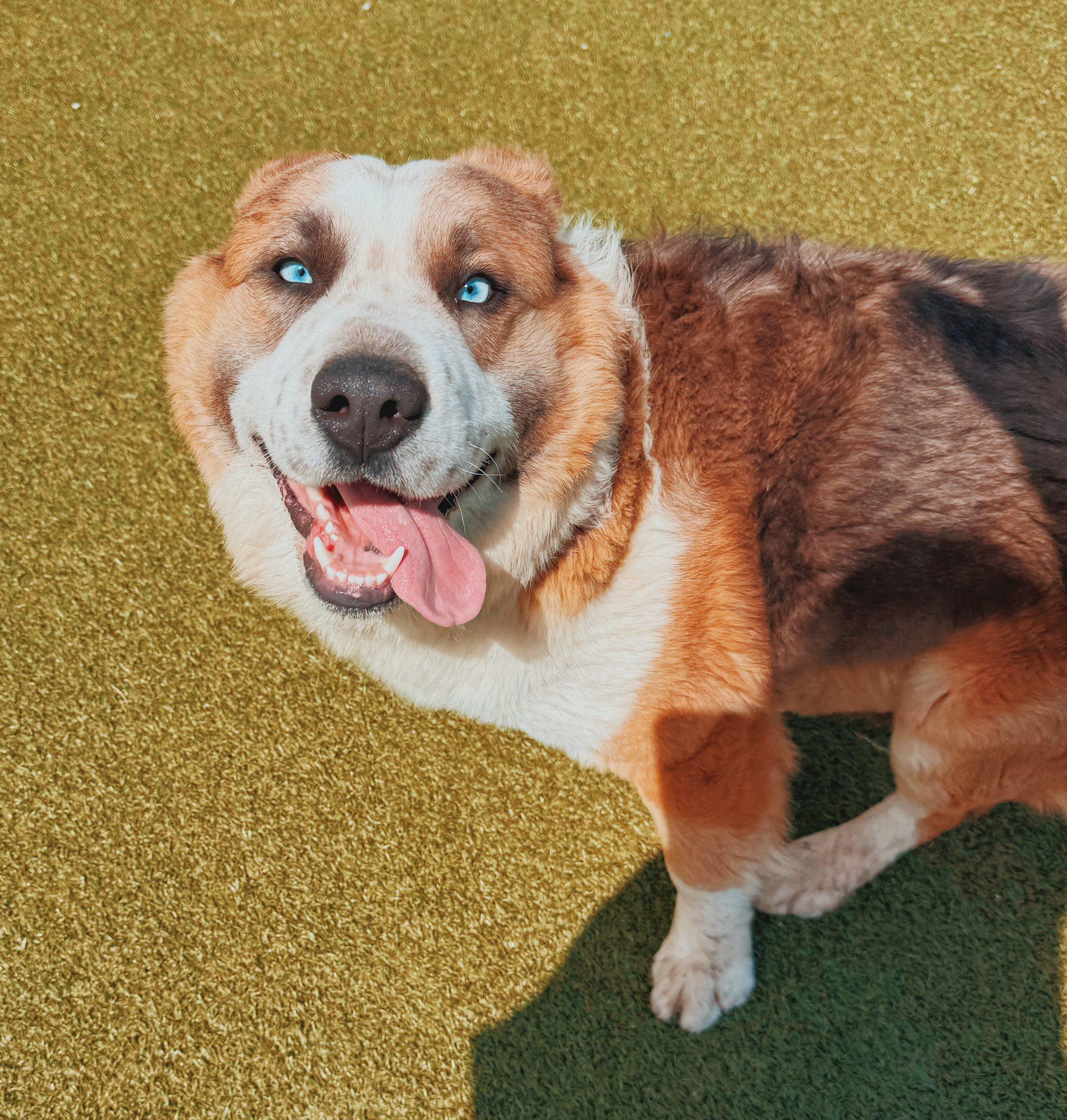 Bandit, an adopted mixed breed in Hays, KS image 4/6