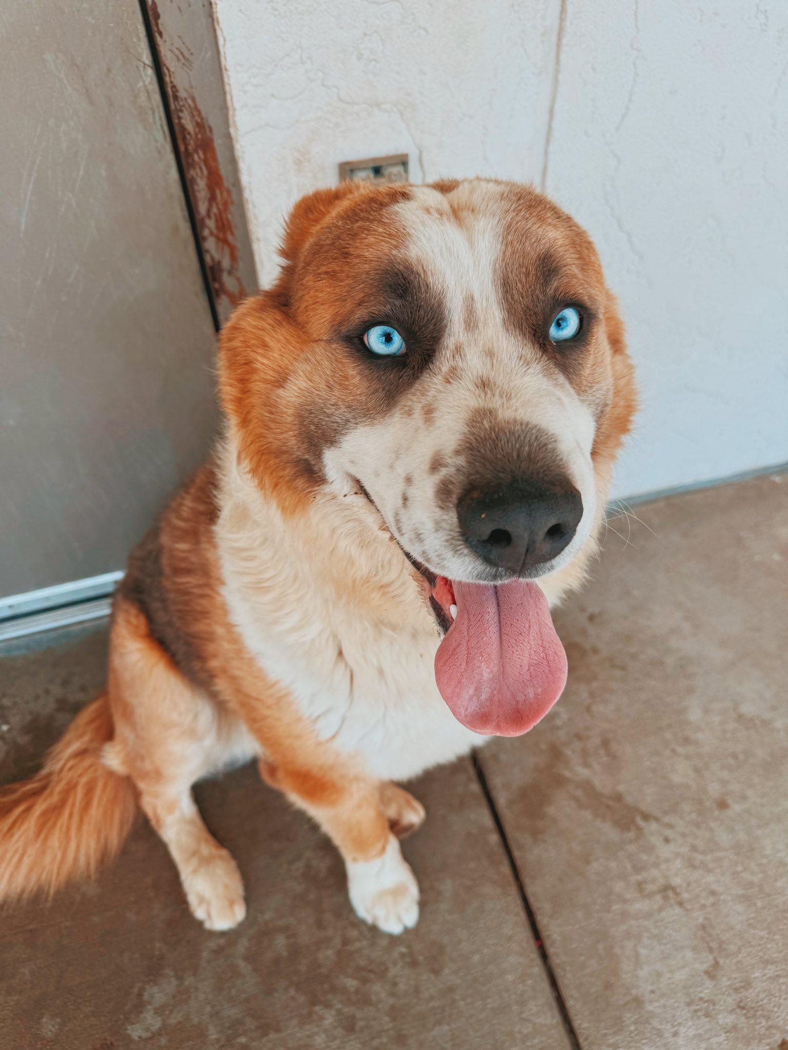 Bandit, an adopted mixed breed in Hays, KS image 3/6