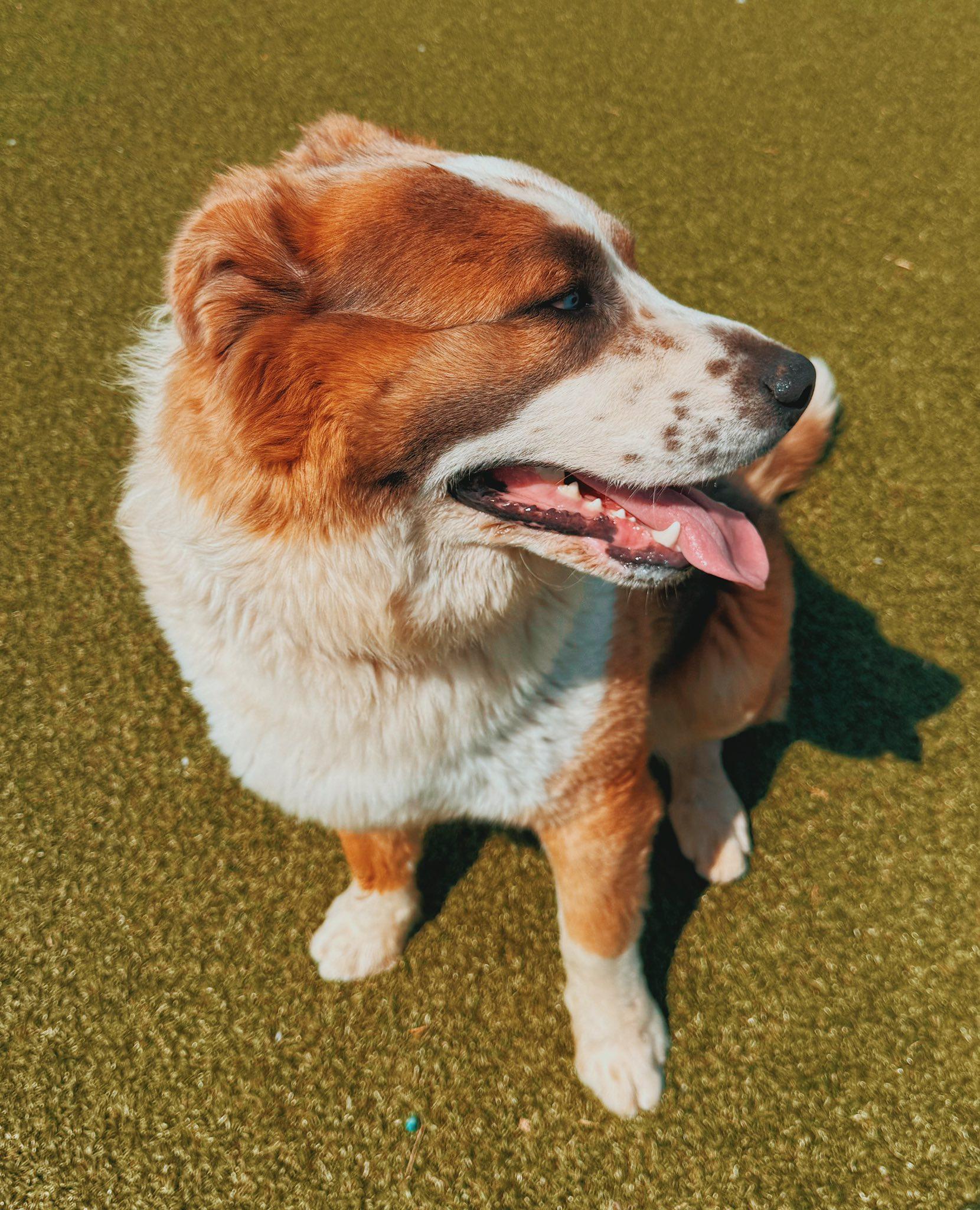 Bandit, an adopted mixed breed in Hays, KS image 2/6