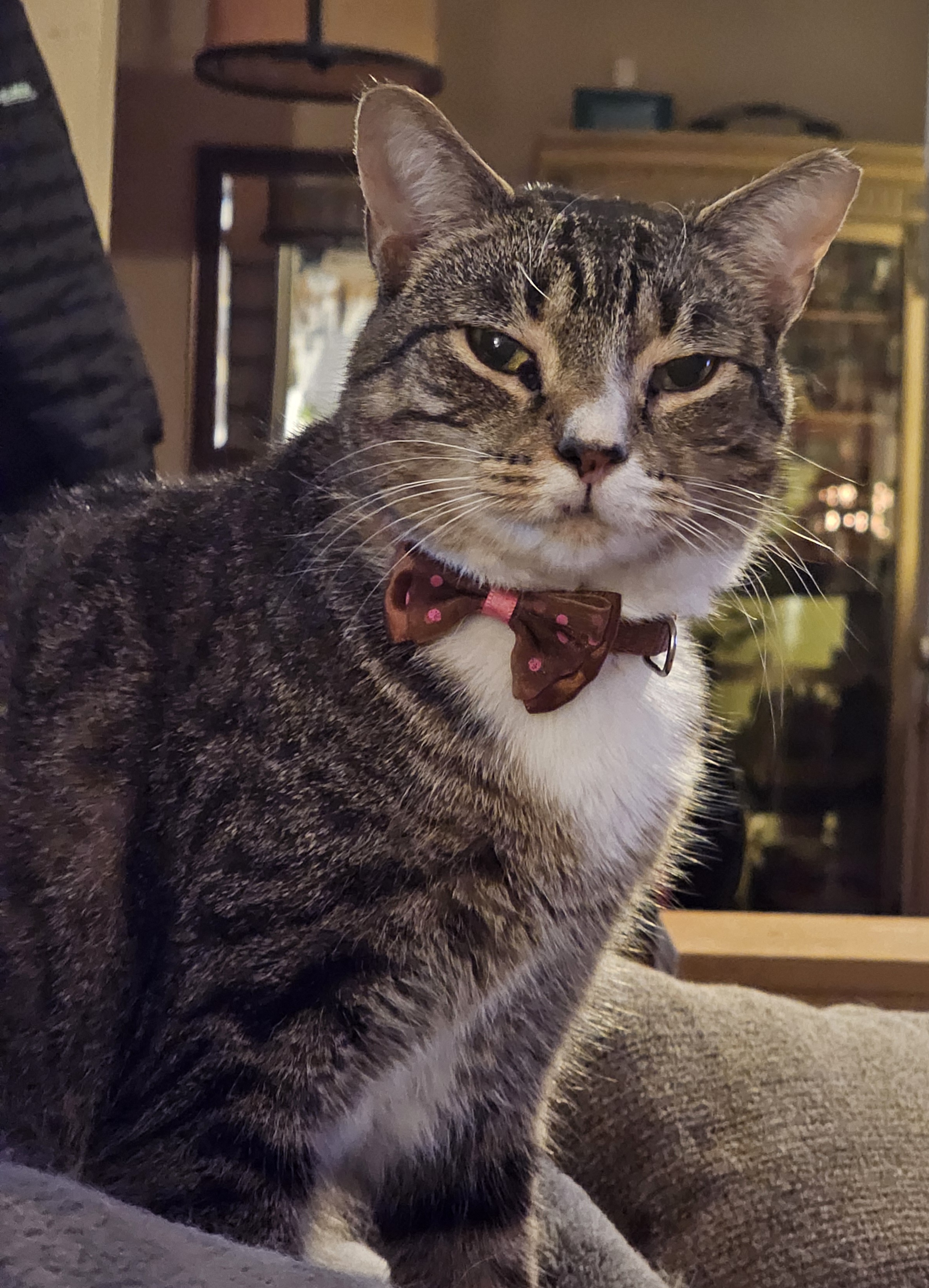Little Bit, an adoptable Domestic Short Hair in Carrollton, VA, 23314 | Photo Image 3