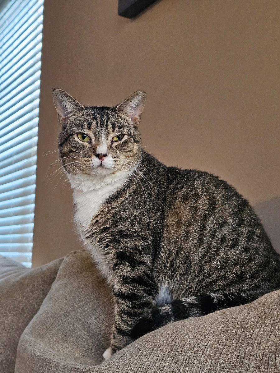 Little Bit, an adoptable Domestic Short Hair in Carrollton, VA, 23314 | Photo Image 1
