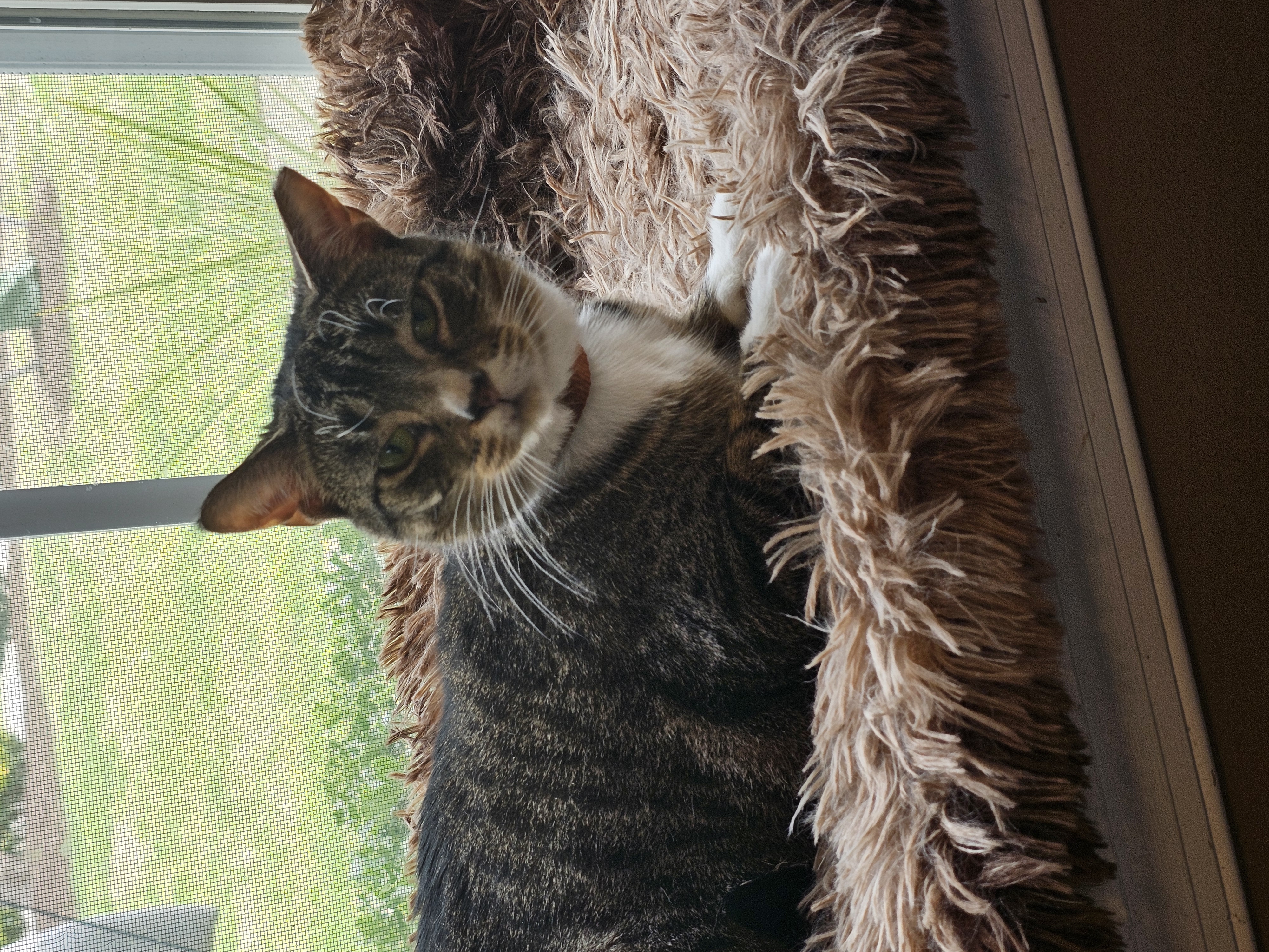 Little Bit, an adoptable Domestic Short Hair in Carrollton, VA, 23314 | Photo Image 6