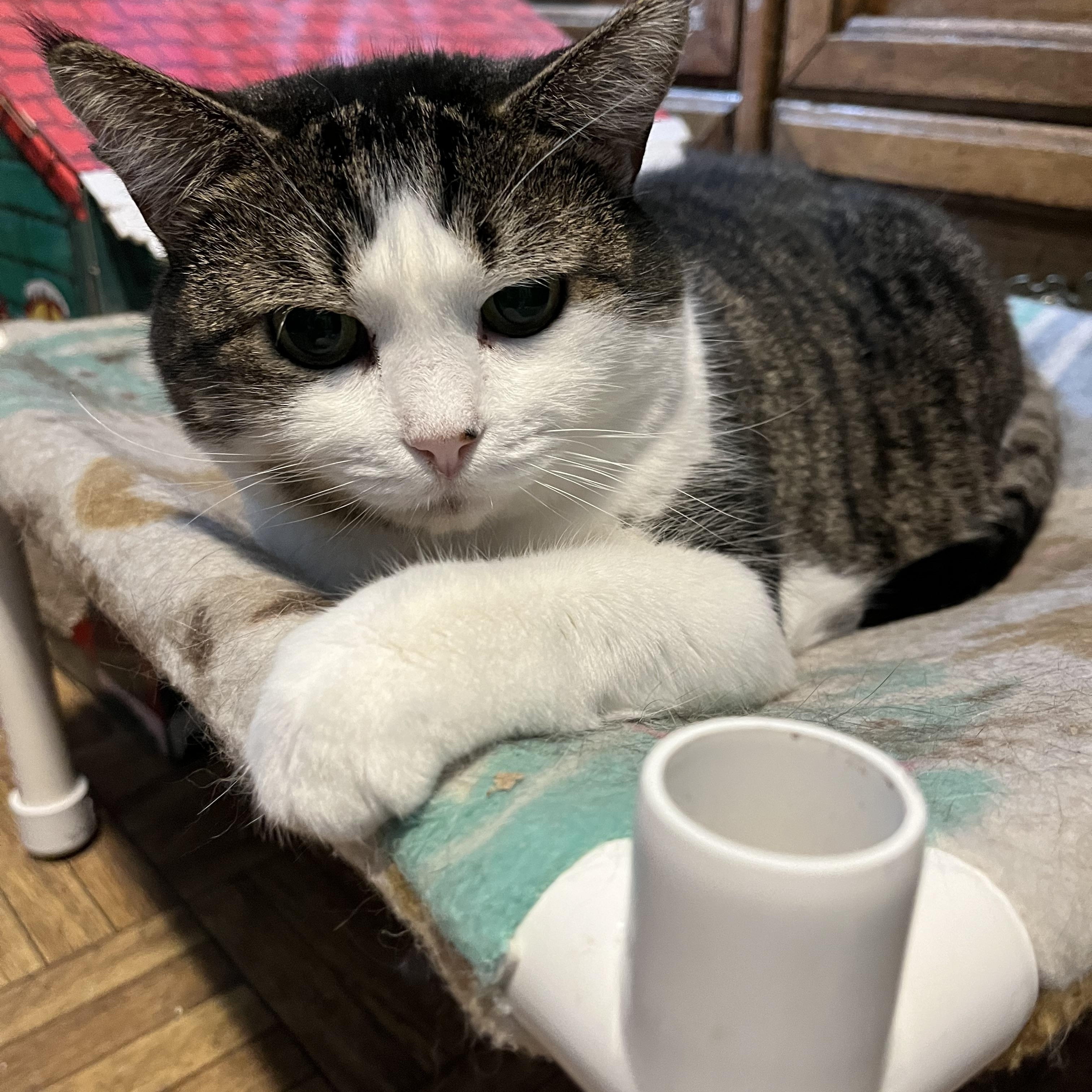 Candy, Adult Female Domestic Short Hair