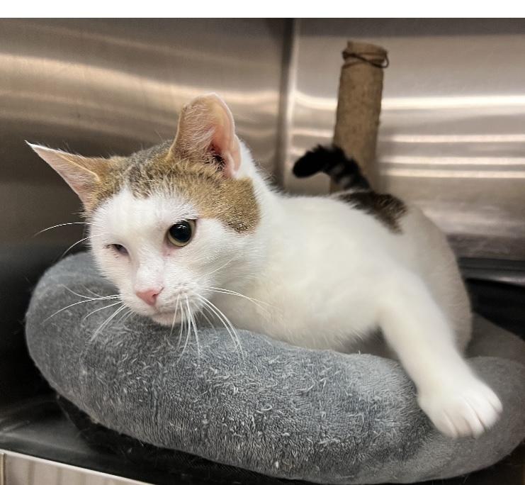 Enlarge Abigail, a Adoptable Domestic Short Hair in Covington, LA image 1/1