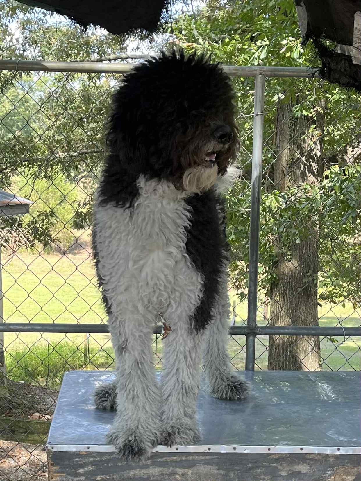 Doodle-Foster Home Needed