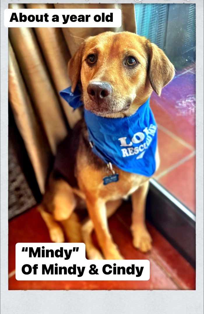 Enlarge CINDY & MINDY -We can fly to you! , a Adoptable mixed breed in Rincon, PR image 1/4
