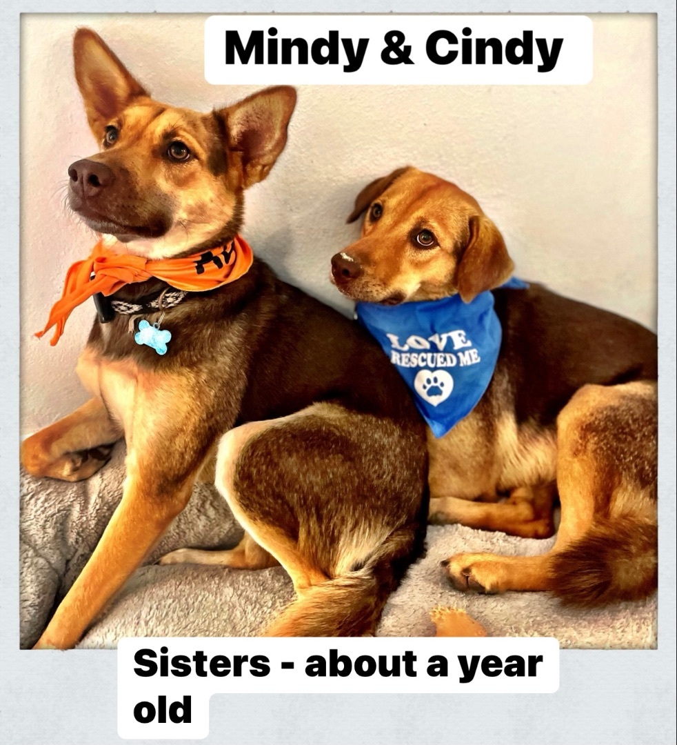 CINDY & MINDY -We can fly to you!  photo 1