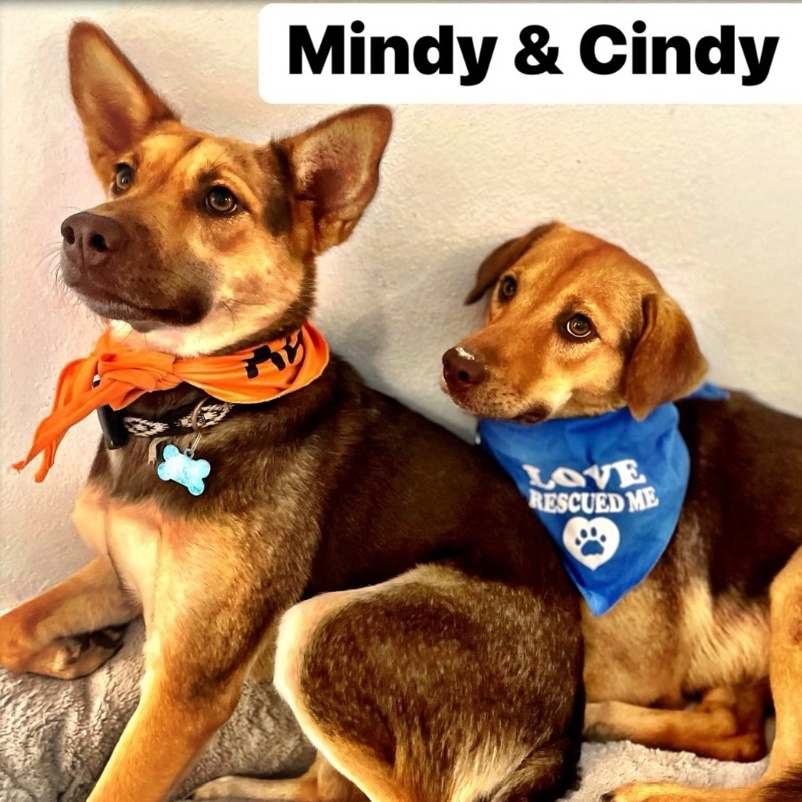 Enlarge Cindy & Mindy - We can fly to you! , a Adoptable mixed breed in Rincon, PR image 1/4