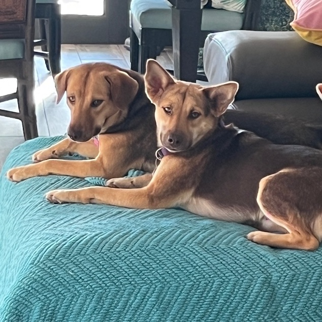 Enlarge Cindy & Mindy - We can fly to you! , a Adoptable mixed breed in Rincon, PR image 2/4