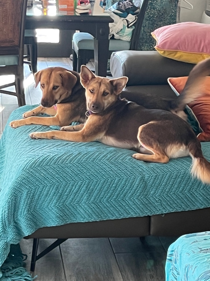 Enlarge CINDY & MINDY -We can fly to you! , a Adoptable mixed breed in Rincon, PR image 3/4