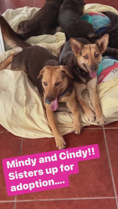 Enlarge CINDY & MINDY -We can fly to you! , a Adoptable mixed breed in Rincon, PR video 4/4