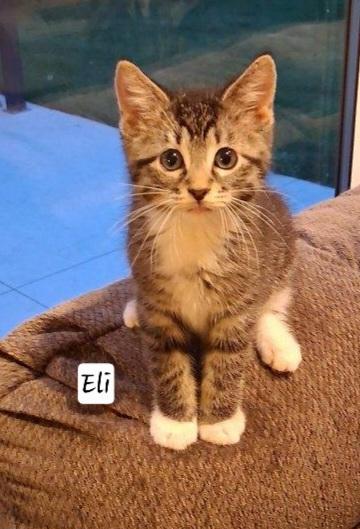 Eli thumbnail 2