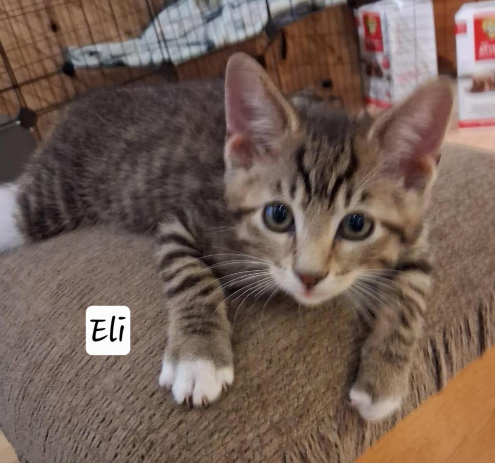 Eli thumbnail 3