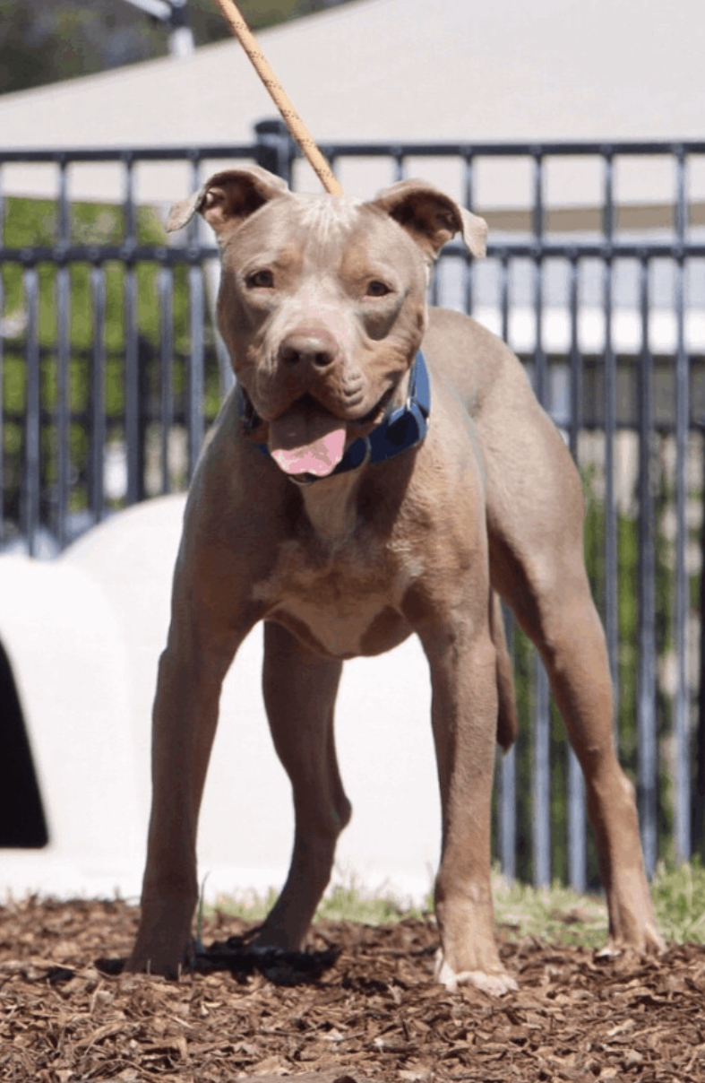 Enlarge Yoda, a Adoptable Pit Bull Terrier in Canyon Country , CA image 2/6