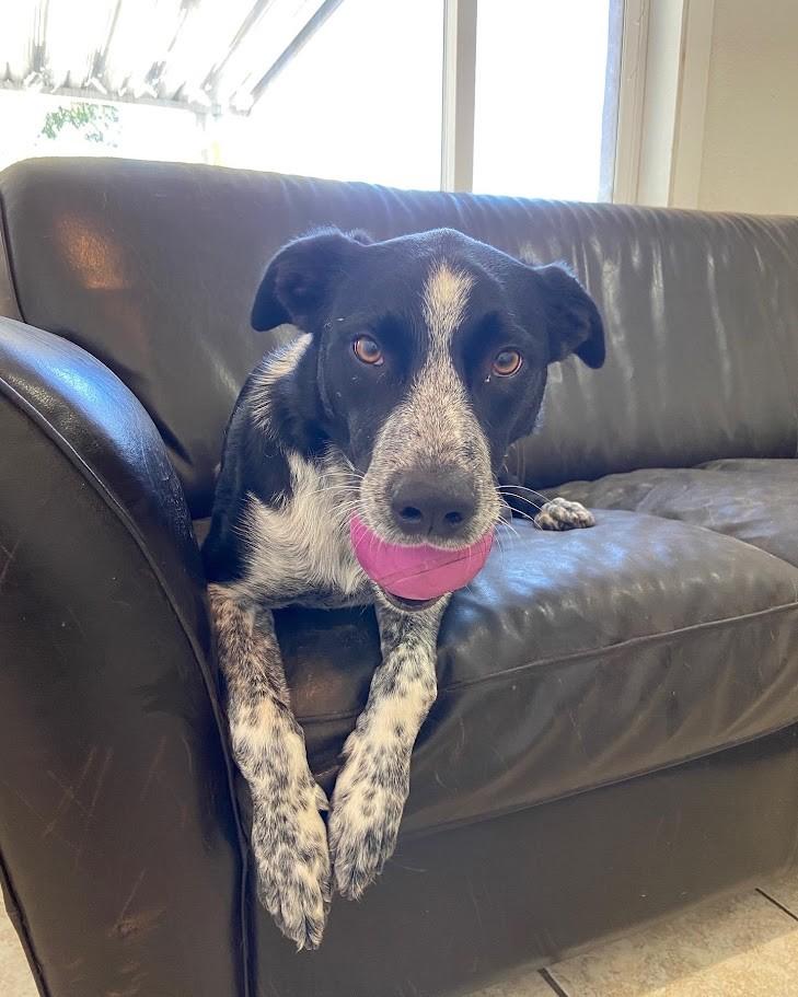 Marley, Adoptable, Adult Male Australian Cattle Dog / Blue Heeler.