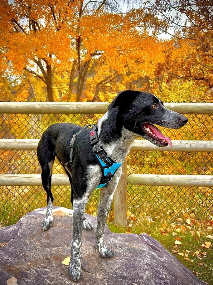 Marley, a Adoptable mixed breed in Sandy, UT image 2/2